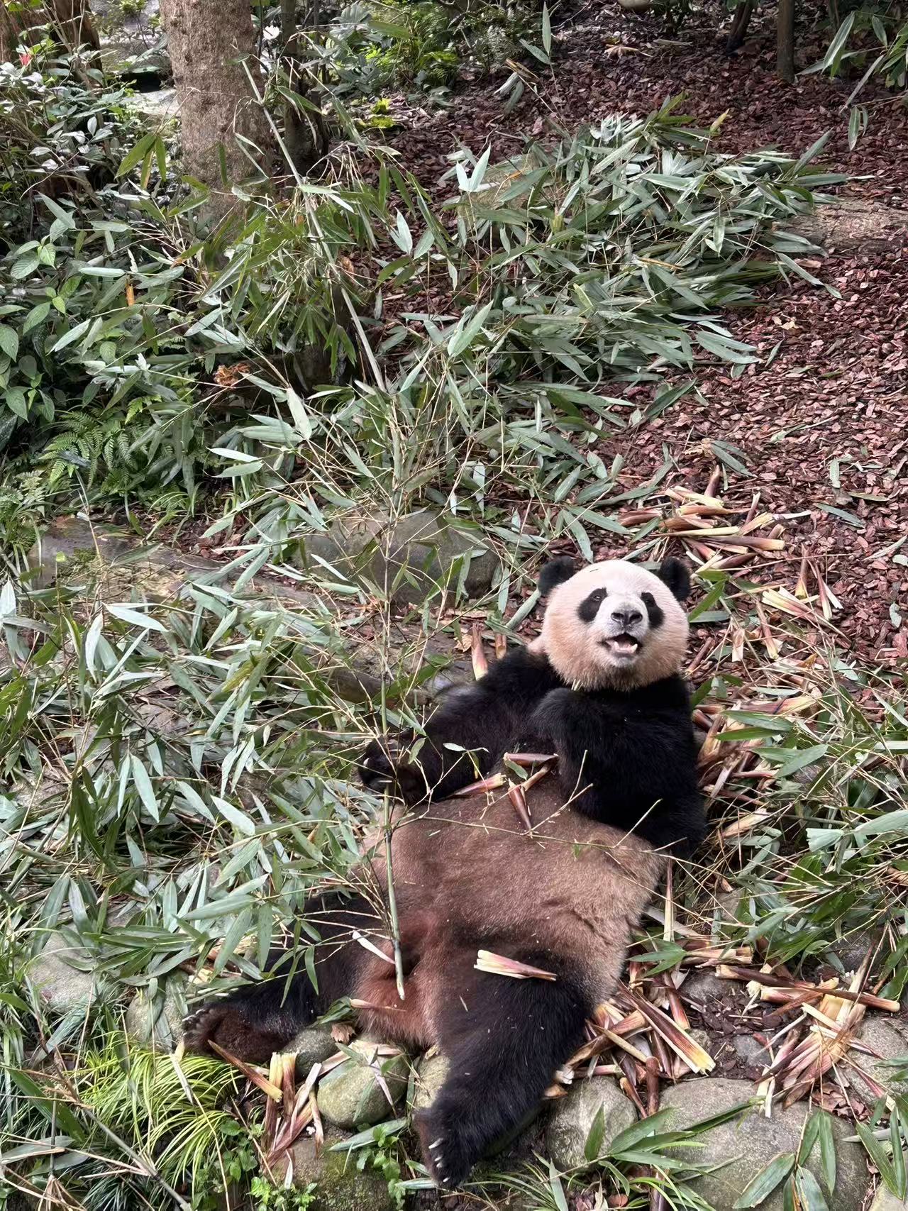 Giant panda during a family-friendly China journey