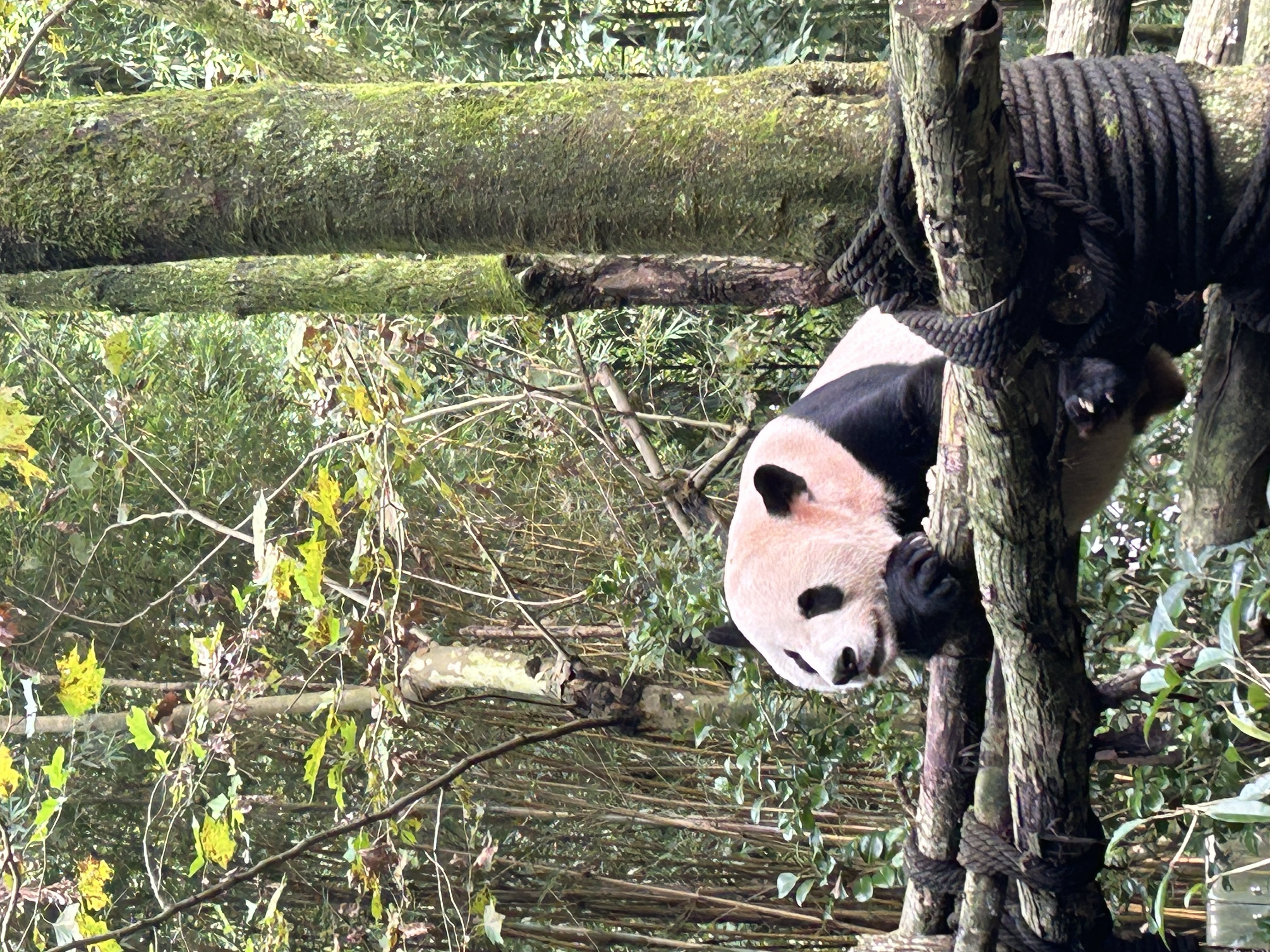 Giant panda in Chengdu