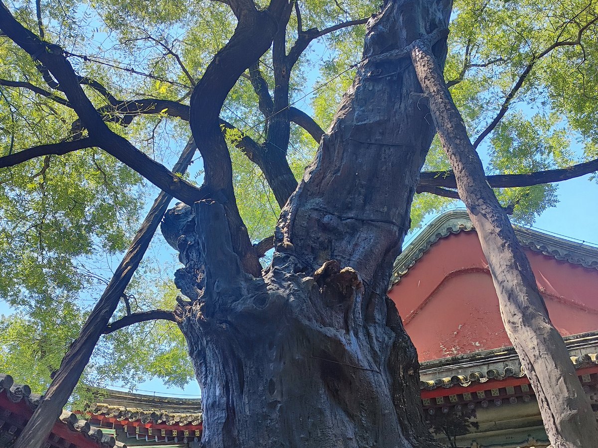 Mature tree and traditional courtyard architecture in Beijing’s historic centre